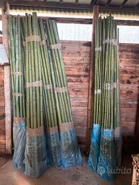 Bambu’ in canne