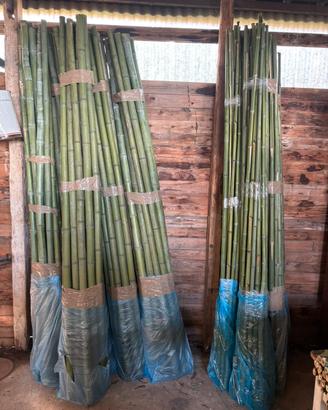 Bambu’ in canne