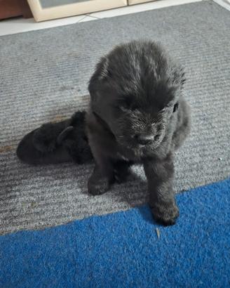 Cuccioli Terranova