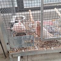 Cacatua leadbeateri ed altri pappagalli