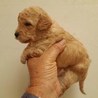 Barboncini albicocca