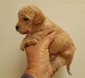 Barboncini albicocca