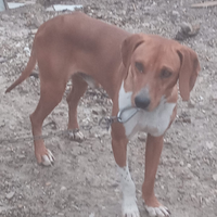 Segugi dell appennino