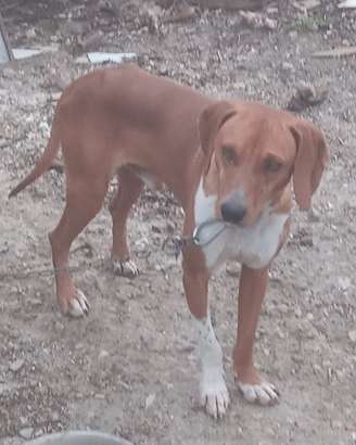 Segugi dell appennino