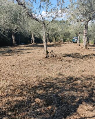 Piccolo oliveto