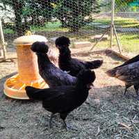 Galline e Galli Padovani