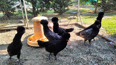 Galline e Galli Padovani