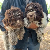 Cuccioli di lagotto
