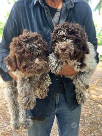 Cuccioli di lagotto