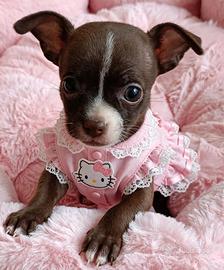 Chihuaha
