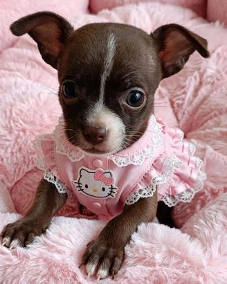 Chihuaha