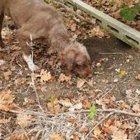 Vendita lagotto