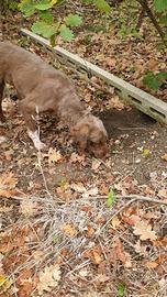 Vendita lagotto