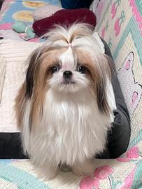 Annuncio accoppiamento Shih Tzu maschio