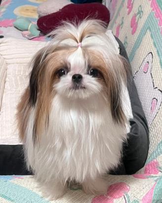 Annuncio accoppiamento Shih Tzu maschio