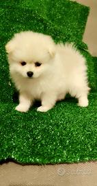 Spitz tedesco Toy pomeriana
