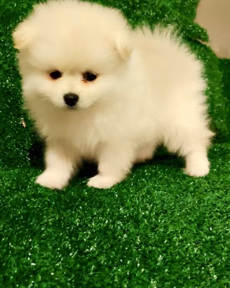 Spitz tedesco Toy pomeriana