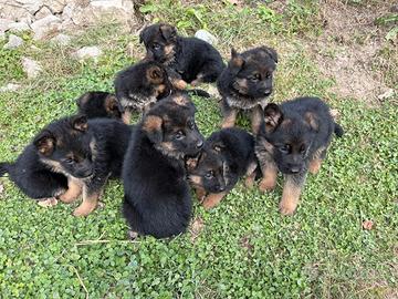 Pastore tedesco pelo corto