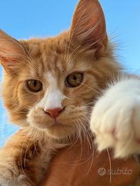 Cuccioli Maine coon