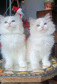 Gattini ragdoll