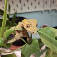 Geco Ciliatus maschio subadulto - Dalmatian