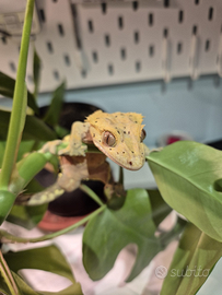 Geco Ciliatus maschio subadulto - Dalmatian