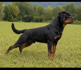 Rottweiler per monta