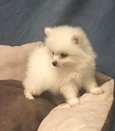 Spitz di pomerania Toy