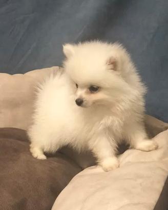 Spitz di pomerania Toy
