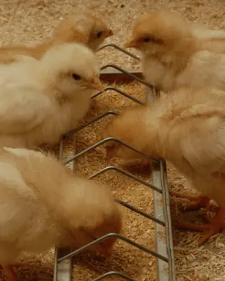 Pulcini di gallina