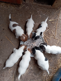 Cuccioli jack Russel