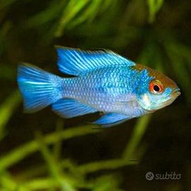 Mikrogeophagus ramirezi Blue, ciclidi nani