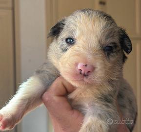 Cuccioli Border Collie