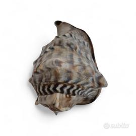 conchiglia  Cassis tube Brasile 