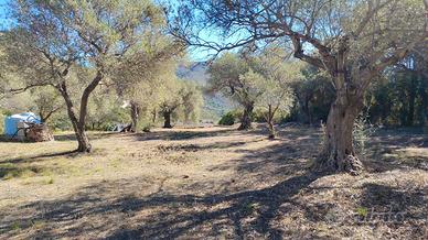 Raccolta olive