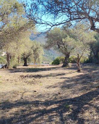 Raccolta olive