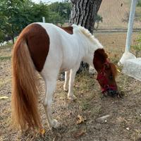 Pony pezzato