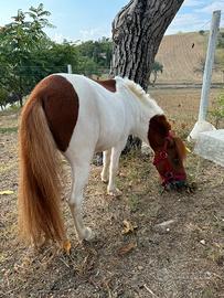 Pony pezzato