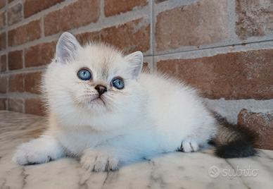 British Shorthair (simile) Blue Point Shaded