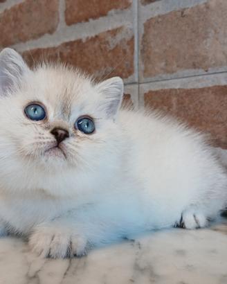 British Shorthair (simile) Blue Point Shaded