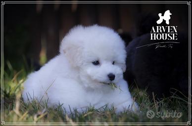 Cuccioli di Barboncino TOY con Pedigree ENCI