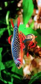 Accessori acquario ✅  Dolce e marino piante  ♻️