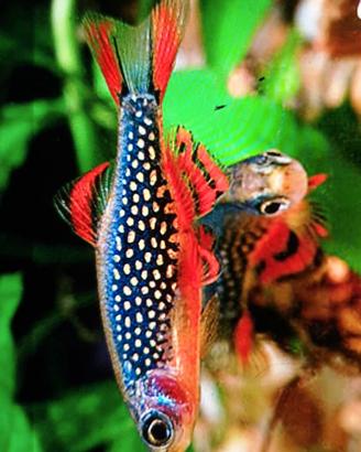 Accessori acquario ✅  Dolce e marino piante  ♻️