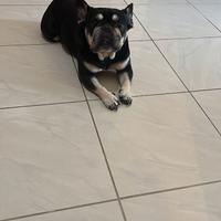 1 pincher e 1 bouldog francese