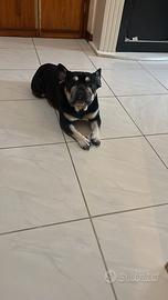 1 pincher e 1 bouldog francese