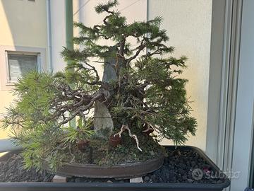 Bonsai  ishisuki  di abete e silveste