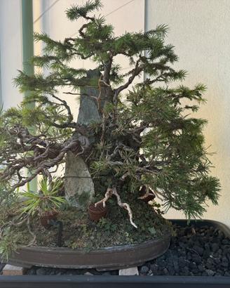 Bonsai  ishisuki  di abete e silveste