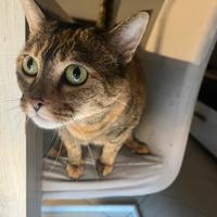 Animali gatto