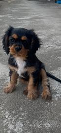 Cuccioli cavalier king