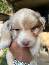 Cucciolo di pastore australiano